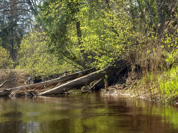 Landschap Met Een Kleine Wilde Rivieroever Het Eerste Voorjaarsgroen Riet — Stockfoto