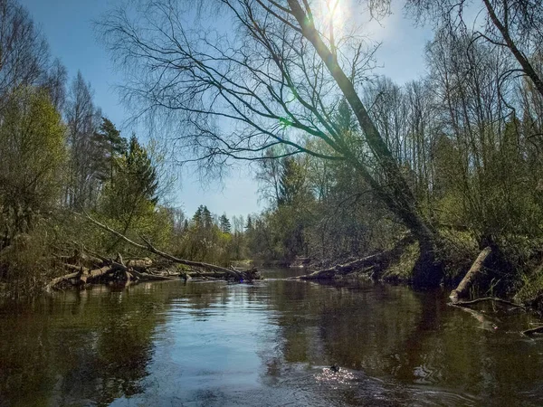 Ландшафт Невеликим Диким Берегом Річок Перша Весняна Зелень Очерет Минулого — стокове фото