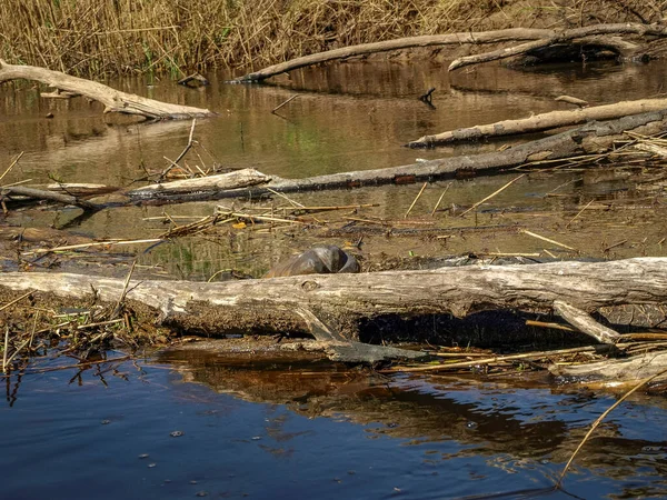 Paisagem Com Uma Pequena Margem Rio Selvagem Troncos Árvore Caídos — Fotografia de Stock