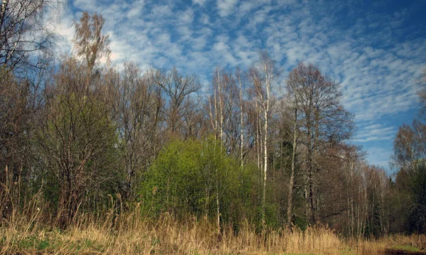Весенний Пейзаж Деревьями Которые Показали Первые Листья — стоковое фото