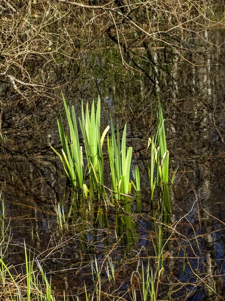 Фотография Первыми Зелеными Растениями Весной Ярко Зеленый Контраст Серым — стоковое фото