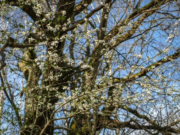 Картина Білими Весняними Квітами Розмитому Фоні — стокове фото
