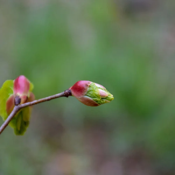 Schönes Knospenfragment Auf Verschwommenem Hintergrund Früher Frühling Selektiver Fokus — Stockfoto