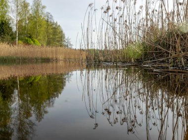 Nehirdeki bahar manzarası, kıyıdaki eski sazlıklar ve ilk yeşillik, sudaki yansımalar.