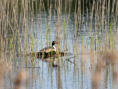 Büyük İbikli Grebe (Podiceps kristali), Podicipedidae familyasının bir üyesidir.
