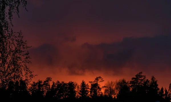 Cielo Hermoso Atardecer Siluetas Árbol Negro Papel Pintado — Foto de Stock