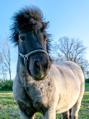 Küçük ve güzel bir midillinin portresi olan bir resim, midilli çayırda.