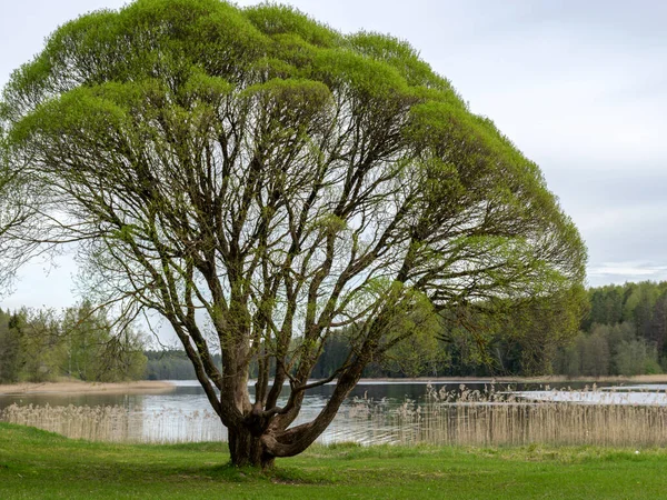 Krajobraz Krzaczastym Drzewem Brzegu Jeziora Pierwsza Wiosenna Zieleń — Zdjęcie stockowe