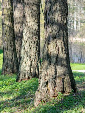 Yeşil çimlerin üzerinde kalın tarla kuşları olan bir resim.