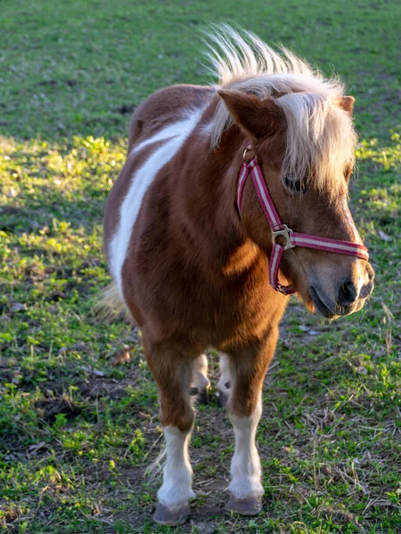 Obrázek Portrétem Malého Krásného Poníka Poník Pastvině — Stock fotografie