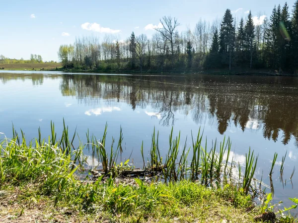 peaceful spring landscape with a clear lake and beautiful reflections of clouds and trees, green grass and the first spring flowers in the foreground, the lake shore