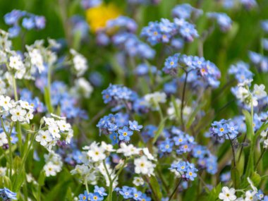 Baharda bahçesinde güzel çiçekler olan parlak bahar çayırı, beni unutma, çiçekler.