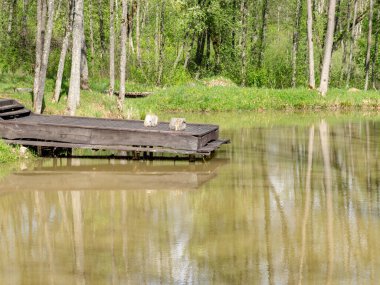 Küçük bir gölet manzarası, gölgeli su yüzeyi ağaçların gölgelerini yansıtır.