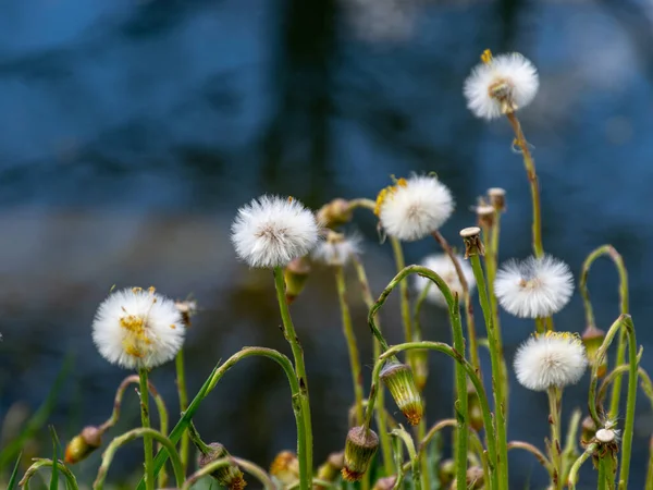 Imagen Con Cabezas Esponjosas Flores Pie Potro Florecientes — Foto de Stock