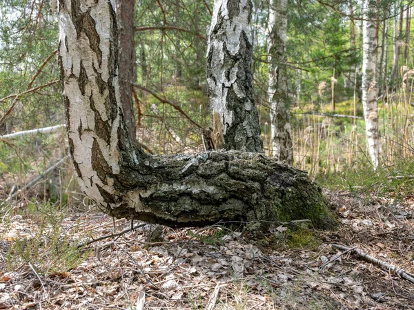 Yeşil Orman Arka Planında Ağaç Gövdeleri Olan Bir Resim — Stok fotoğraf