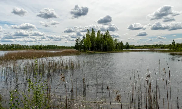 spring landscape with a developed bog lake, swampy meadows and bogs wonderful cumulus clouds and reflections in the water, Sedas heath, Latvia