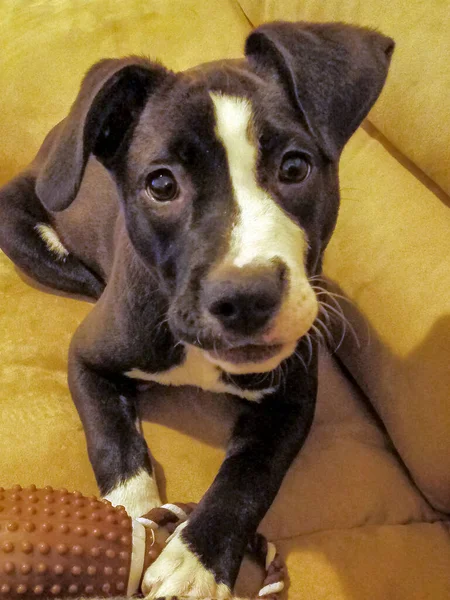 Picture Little Puppy Playing Bone — Stock Photo, Image