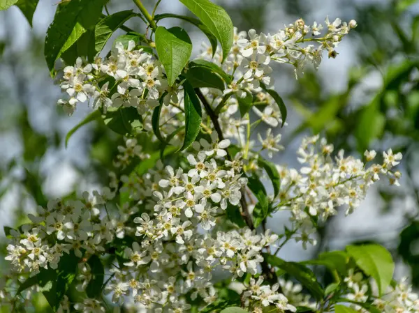 Bild Mit Den Ersten Frühlingsblumen — Stockfoto