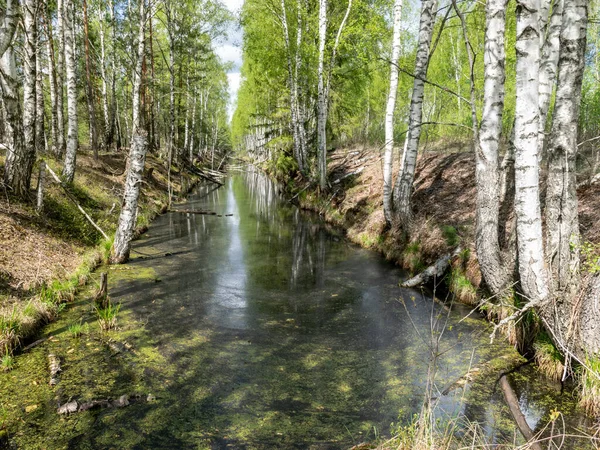 Фотографія Водою Каналі Канаву Стічних Водно Болотних Районах Дерева Впали — стокове фото