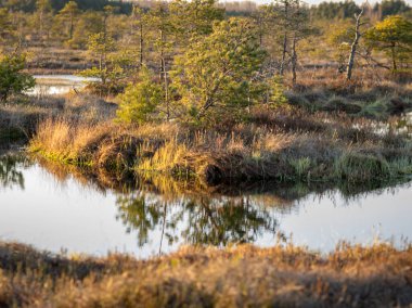 Bataklık ağaçlar ve sazlıklarla kaplanmış, gün batımında bataklık gölü, ön planda bataklık bitkisi, Madieseni bataklığı, Kocenu bölgesi, Letonya