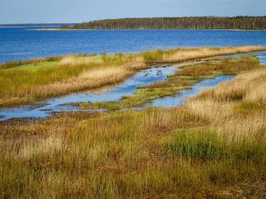 Göl kıyısı, sel basmış çayırları, ilk bahar yeşilliği, duvar kağıdı, Silzemnieki çayırları, Burtnieks, Letonya