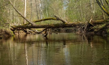 Küçük, vahşi bir nehir kıyısına sahip manzara, nehri geçen devrilmiş ağaç gövdeleri, ilk bahar yeşilliği, bir balıkçı teknesinden manzara, Sedas Nehri, Letonya