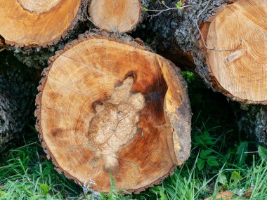 Kesilmiş ağaç parçalı, çatallı ve yıllık halkalı bir resim. Yıllık halkaları olan düz ahşap bir yüzey. Çatlak ve pürüzlü yüzeyi olan doğal organik doku..