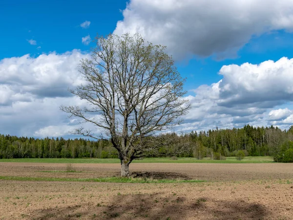 Paisaje Primavera Con Una Silueta Árbol Solitario Medio Del Campo — Foto de Stock