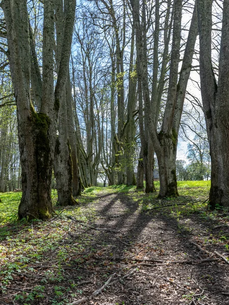 Krajobraz Piękną Aleją Lipową Parku Dworskim Duże Pnie Drzew Słońcu — Zdjęcie stockowe