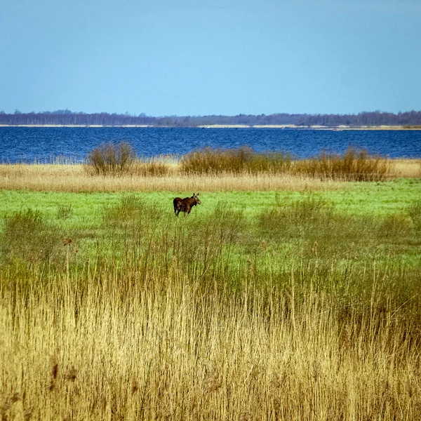 bright landscape with lake shore, flooded lake meadows, blurred elk silhouette in the background of the landscape, Silzemnieki meadows, Burtnieks, Latvia