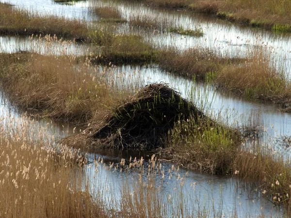 beaver house in the lake meadow, spring landscape