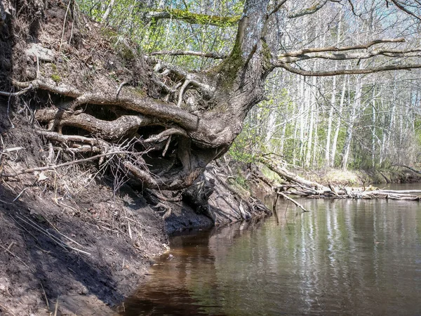 landscape with river bank, tree roots on the trunk of the river bank, spring landscape