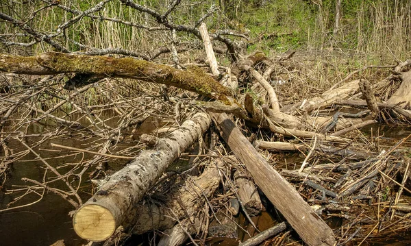 Landschaft Mit Einem Kleinen Wilden Flussufer Umgestürzte Baumstämme Überqueren Den — Stockfoto