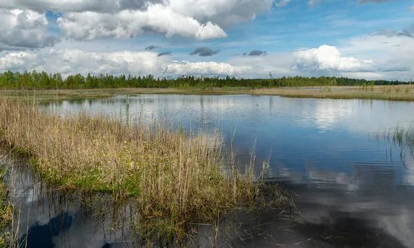 spring landscape with a developed bog lake, swampy meadows and bogs wonderful cumulus clouds and reflections in the water, Sedas heath, Latvia