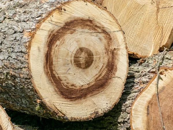 Imagen Con Sección Árbol Madera Cortada Con Grietas Anillos Anuales —  Fotos de Stock