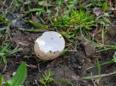 Yerde beyaz ve boş bir yumurta kabuğu olan resim