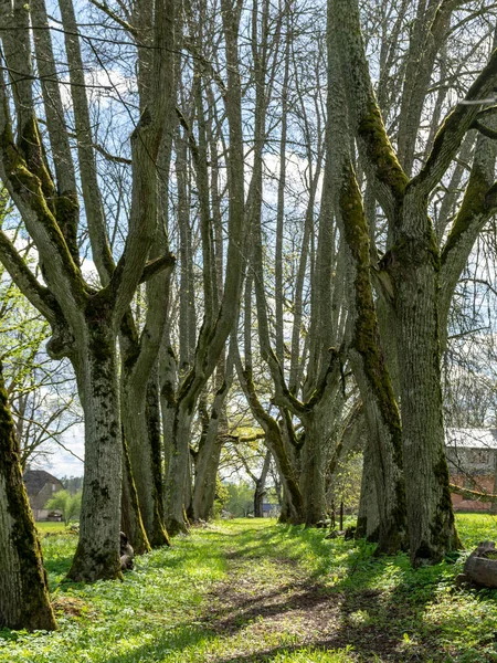 Landschaft Mit Schöner Lindenallee Schlosspark Große Baumstämme Sonnenlicht Bilden Schöne — Stockfoto