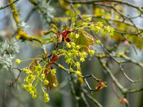 Image Avec Les Premières Feuilles Les Bourgeons Jour Printemps Ensoleillé — Photo