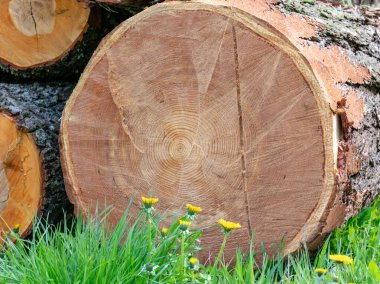 Kesilmiş ağaç parçalı, çatallı ve yıllık halkalı bir resim. Yıllık halkaları olan düz ahşap bir yüzey. Çatlak ve pürüzlü yüzeyi olan doğal organik doku..
