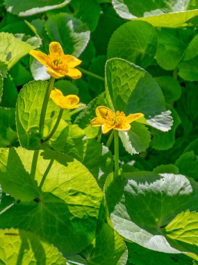 Parlak yeşil arkaplanda parlak sarı çiçek parçaları olan fotoğraf, güzel doku, gösterişli renkler.