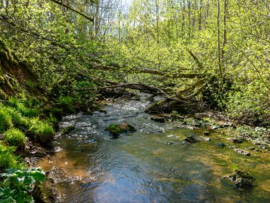 Küçük bir nehirden gelen bahar manzarası, kıyıda bir sürü çimen, nehir boyunca uzanan dallar.