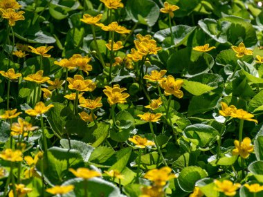 Parlak yeşil arkaplanda parlak sarı çiçek parçaları olan fotoğraf, güzel doku, gösterişli renkler.