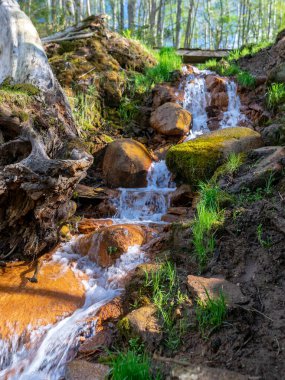 Bahar nehri şelalesi, taşlar, yeşil yosun ve bahar ağaçları, David 'in kaynakları, Letonya