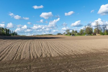 Baharda ekili tarlalar, gökyüzünde küçük beyaz bulutlar