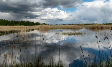 Bahar manzarası gelişmiş bir bataklık gölü, bataklık çayırları ve bataklıklar harika kümülüs bulutları ve su yansımaları, Sedas fundalığı, Letonya
