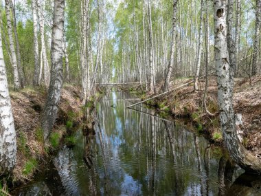 Bataklık hendeği olan bir manzara, kenarları boyunca beyaz huş ağaçları, bataklık otları ve yosunları, karanlık bataklık suyunda harika yansımalar.