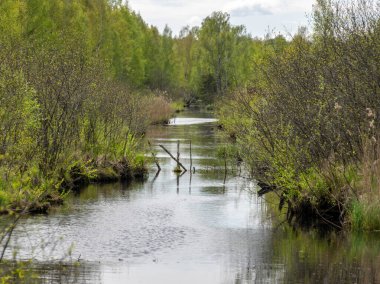 Bahar manzarası gelişmiş bir bataklık gölü, bataklık çayırları ve bataklıklar harika kümülüs bulutları ve su yansımaları, Sedas fundalığı, Letonya