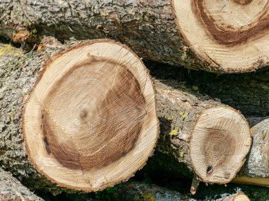 Kesilmiş ağaç parçalı, çatallı ve yıllık halkalı bir resim. Yıllık halkaları olan düz ahşap bir yüzey. Çatlak ve pürüzlü yüzeyi olan doğal organik doku..