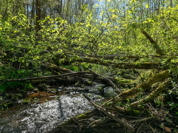 Paysage Printanier Une Petite Rivière Beaucoup Herbe Vive Sur Rive — Photo