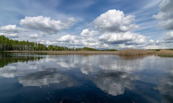 spring landscape with a developed bog lake, swampy meadows and bogs wonderful cumulus clouds and reflections in the water, Sedas heath, Latvia